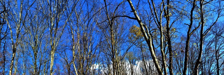 the blue sky seen among the leafless branches