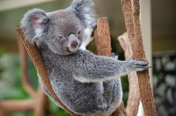 Koala on tree , Australia