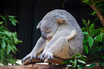 Cuddly Koala sleeping , Australia