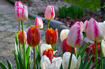 Colorful spring tulip flowers in garden