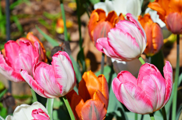 Colorful spring tulip flowers