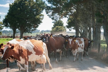 Obraz premium Cow herd walking to a paddock