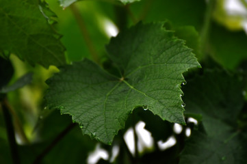 green leaf with drops of water