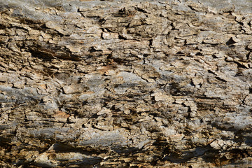 Old tree bark background