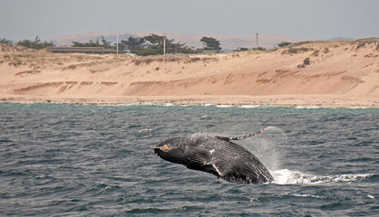 Juvenile Humpback Whale Off Monterey, California