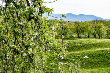 An apple orchard blooming in the spring.