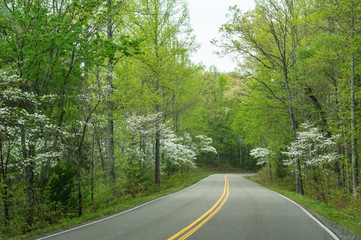 Dogwoods blooming along a old country road.