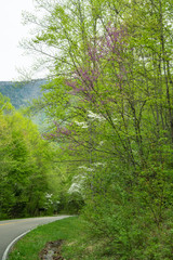 Fototapeta na wymiar Dogwoods blooming along a mountain road.