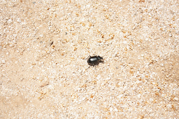 Black beetle walking between the ground