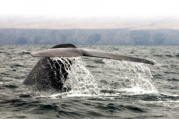Blue Whale Fluke Off Channel Islands