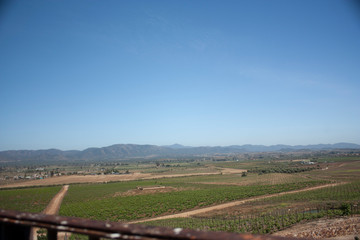 Fototapeta na wymiar Extension of vineyard fields in Baja California Mexico