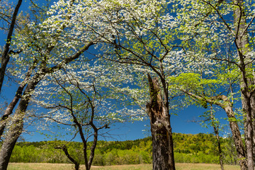 Obraz premium Dogwoods season in the Great Smoky Mountains.