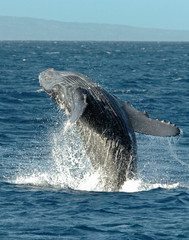 Humpback Whale Breach Off Maui