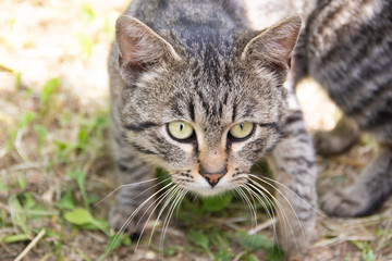 Gray cat lying on the grass. The cat is looking at the camera. Round frightened eyes. Green grass