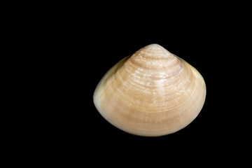Image of Fresh enamel venus shell (Meretrix lyrata) on black background,. Meretrix shell is a genus of edible saltwater clams,. Food.