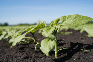 Young shoots of sunflowers on the farm field