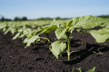 Young shoots of sunflowers on the farm field