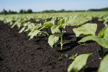 Young shoots of sunflowers on the farm field