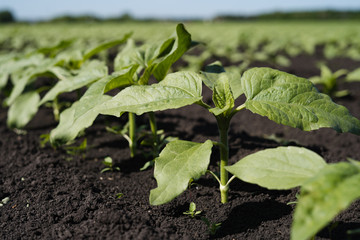 Young shoots of sunflowers on the farm field