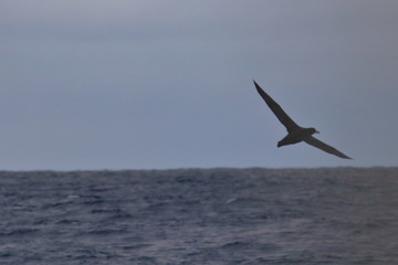 Fototapeta na wymiar seabird