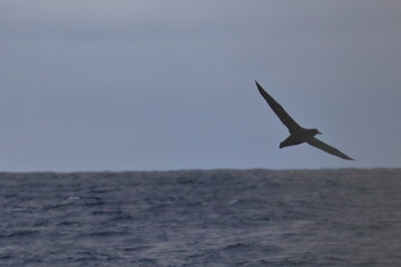 seabird