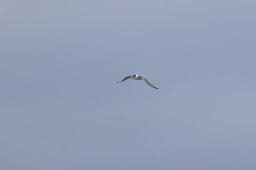 tern