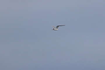 Obraz premium tern