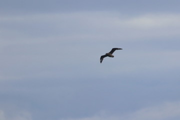 Obraz premium brown skua