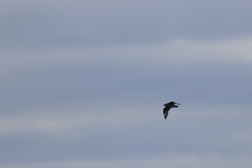 brown skua