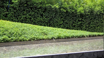 A green wall