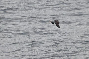 black browed albatross
