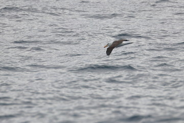 black browed albatross