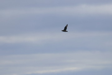 brown skua