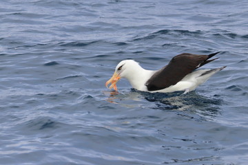 campbell's albatross
