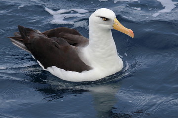 campbell's albatross