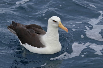 campbell's albatross