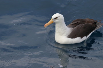 campbell's albatross