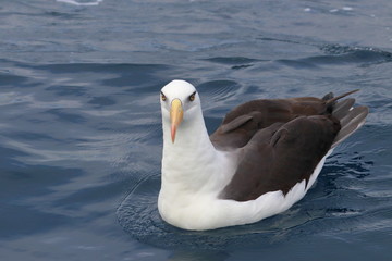 campbell's albatross