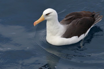 campbell's albatross