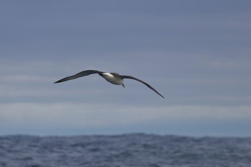 Fototapeta na wymiar campbell's albatross