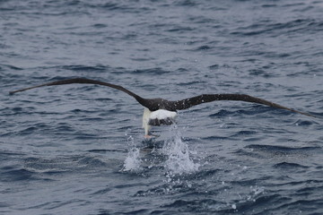 campbell's albatross
