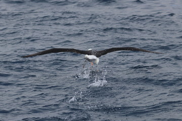seabird