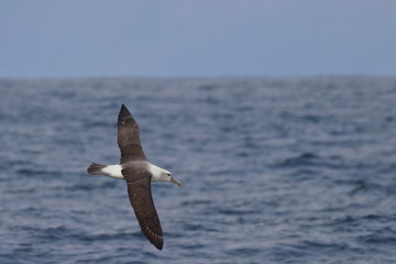 Fototapeta premium seabird