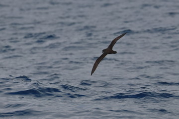 Fototapeta premium seabird