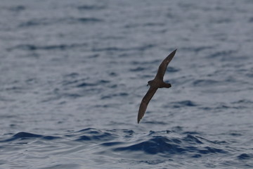 seabirds