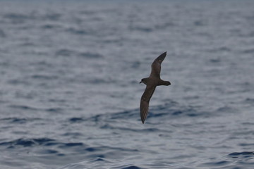 seabirds
