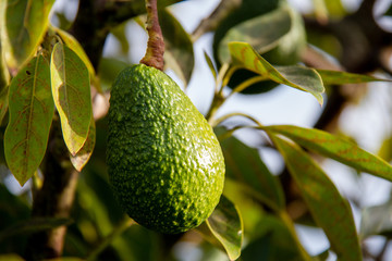 Avocado on tree close up