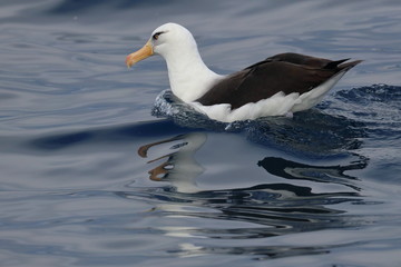 seabird