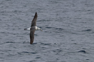 shy albatross