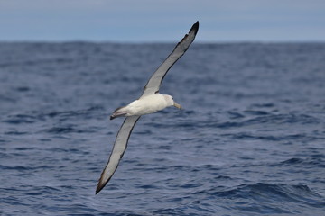 shy albatross